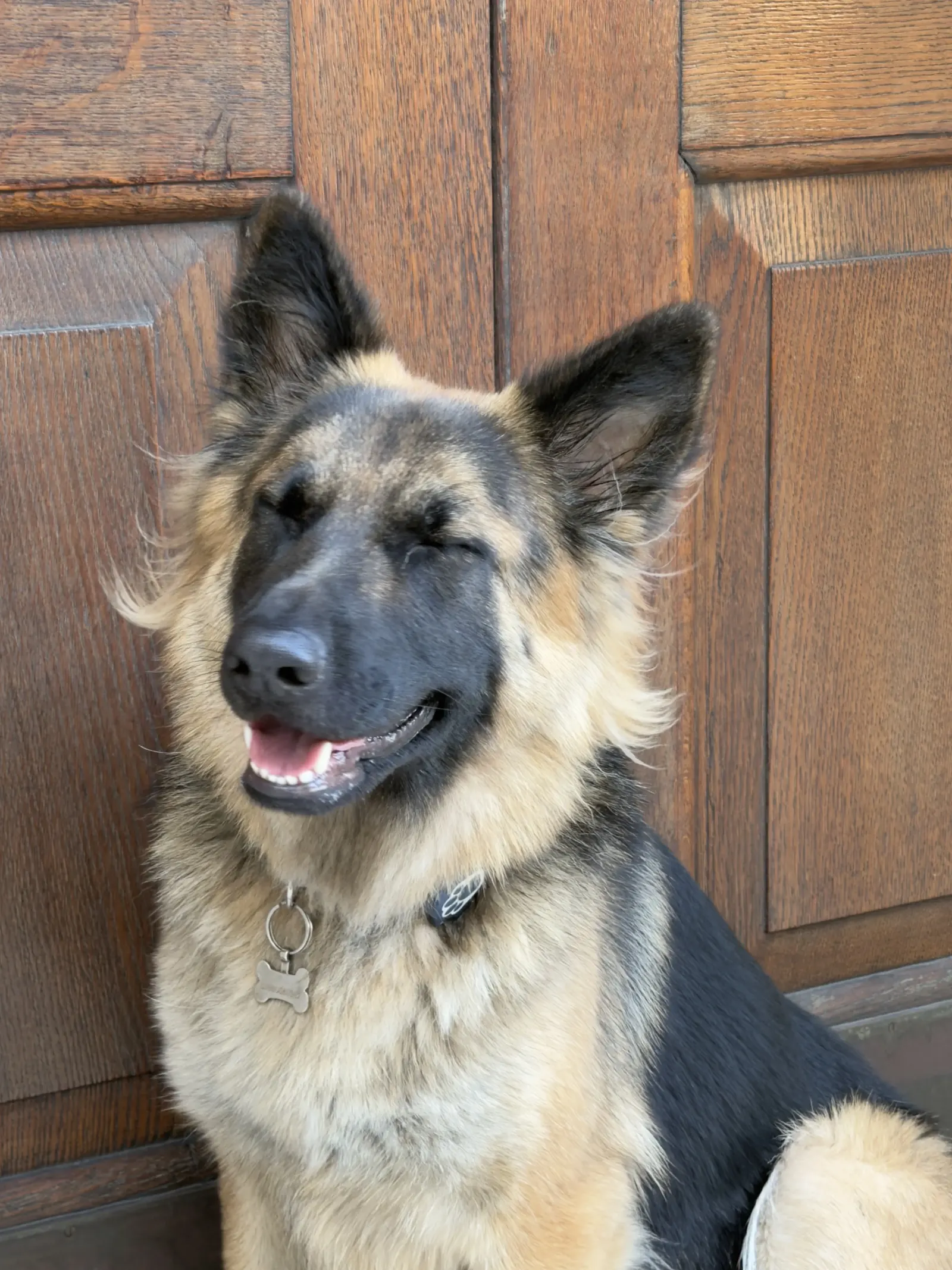 A German Shepherd trained by Battersea K9